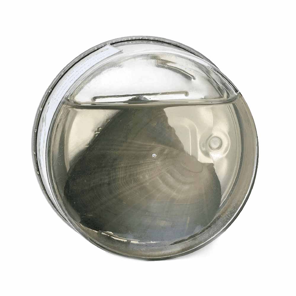 Perlitta™ | Vive la Experiencia de Revelar una Perla Real